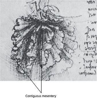 Researchers say they still don't quite understand the mesentery's key functions, beyond the obvious role as a connective layer. Source: Supplied.