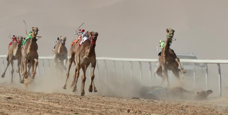 <p>Camels race during the Liwa 2018 Moreeb Dune Festival on Jan. 1. (Photo: Karim Sahib/AFP/Getty Images) </p>
