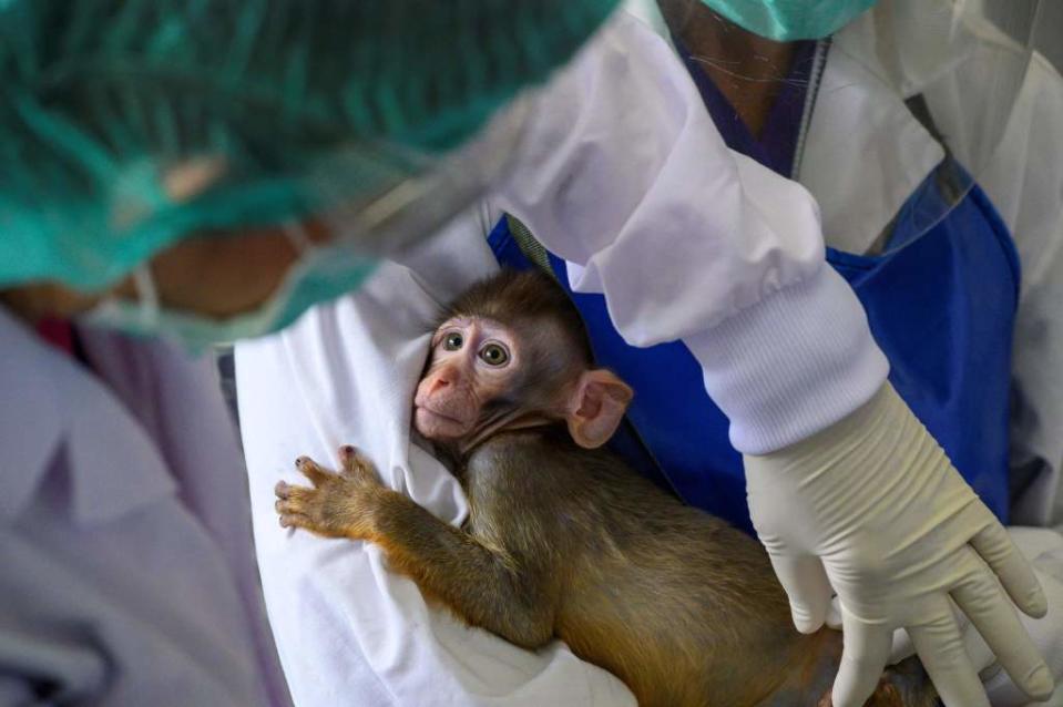 Musk’s company has reportedly used hundreds of animals as part of experiments. The above image is a stock photo. AFP via Getty Images