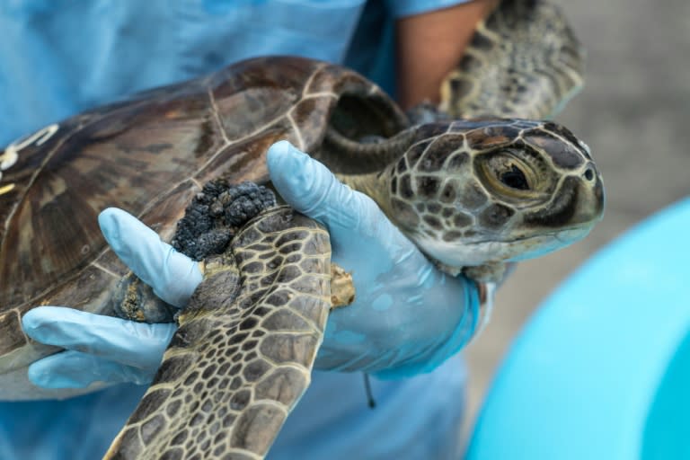 Bette Zirkelbach holds a green sea turtle afflicted by a kind of herpes virus that causes fibropapillomatosis at the Turtle Hospital in Marathon, Florida in the Florida Keys