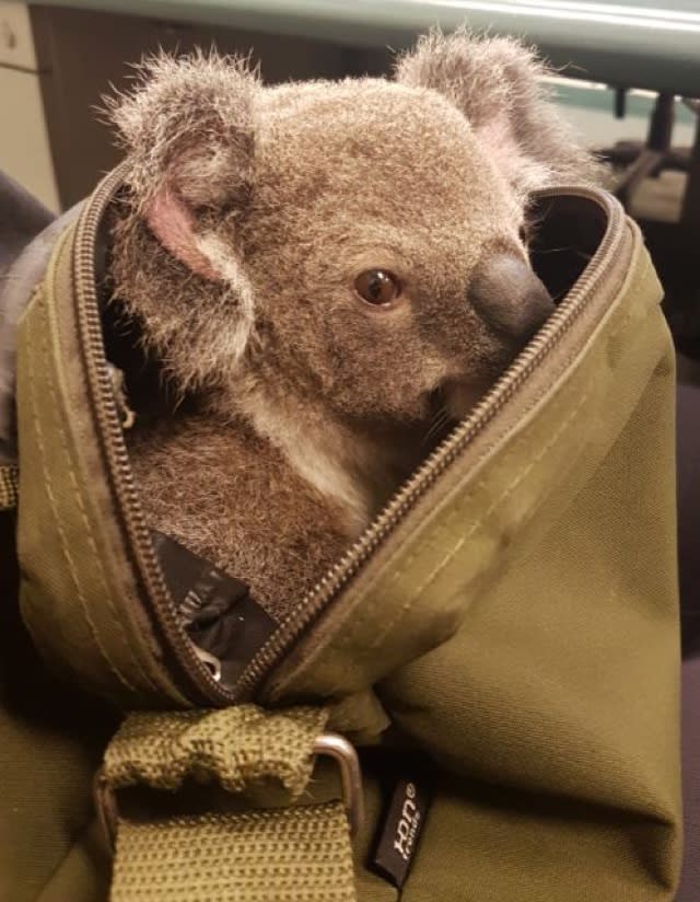 Police find baby koala in arrested woman's bag in Australia