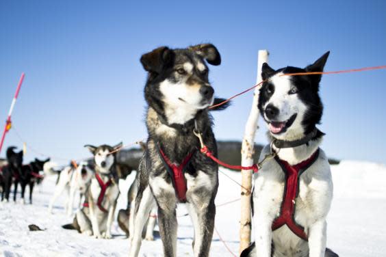Huskies sledding is one many wintry excursions (Martin Smedsen)