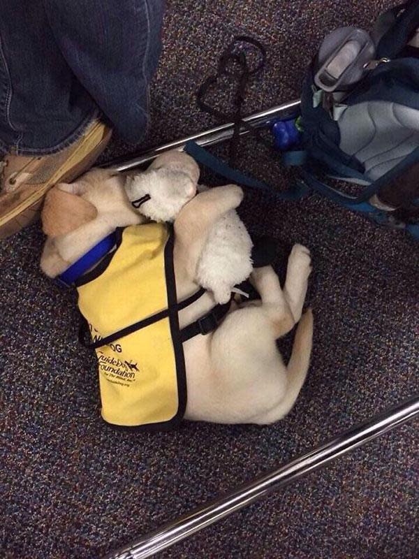 When you bring your teddy to the workspace