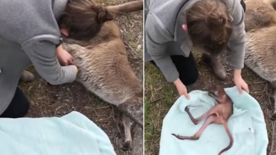 <span>Ms Wagner dragged the carcass off the road and reached in to grab the joey. Photo: </span>Facebook/ Lauren Wagner