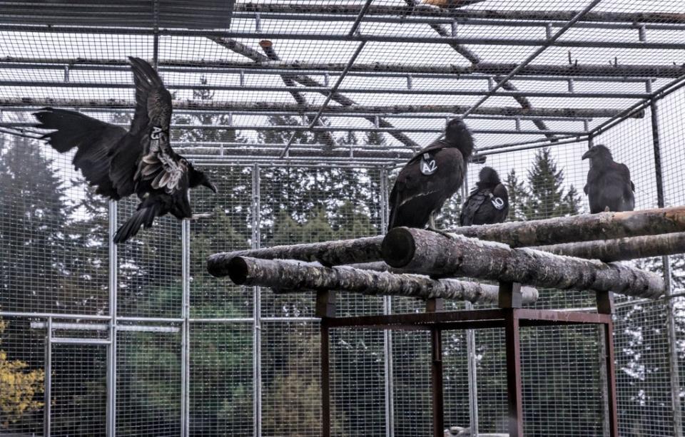 California condors wait for reintroduction in northern California last month (AP)