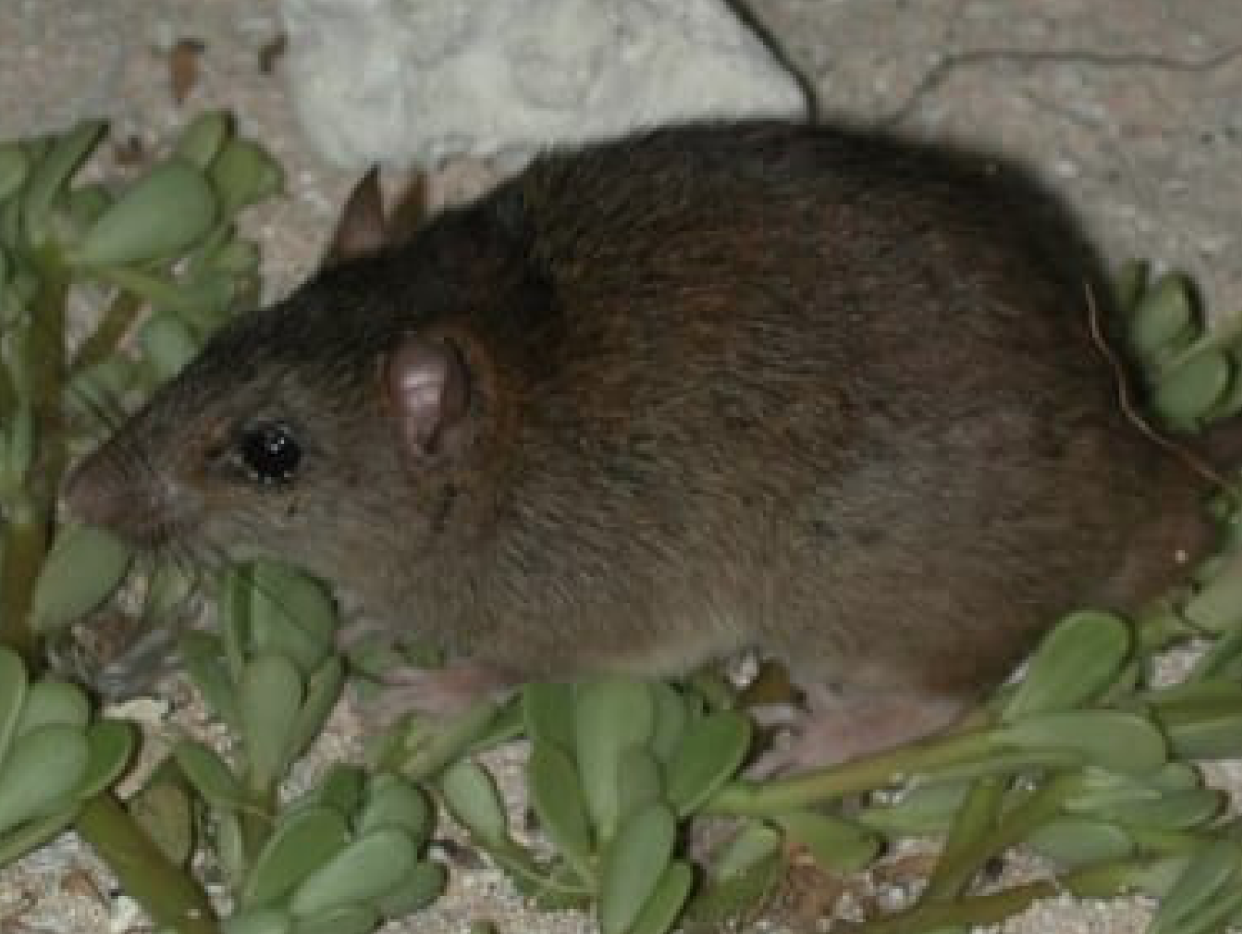 La especie extinguida de melomys rubicola. (Queensland Government).