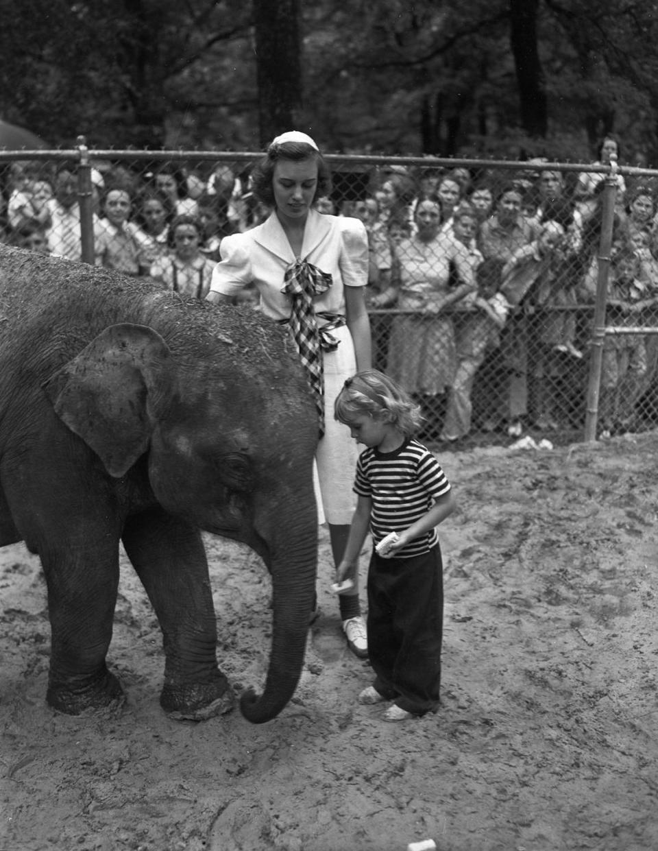 Aug. 17, 1940: “The Forest Park Zoo in Fort Worth’s newest baby elephant doesn’t yet have a permanent name. Until then, most people are calling her “Cutie Pie.” She has two new friends as the young ladies feed her cake. The smaller girl is Alice Ann Grove. The older girl is Sara Ann Hyde. When Sara was younger, she fed cake to the zoo’s older elephant, Queen Tut, when the elephant was no bigger than Cutie Pie. It was those fond memories that led Sara to start the baby elephant fund.”