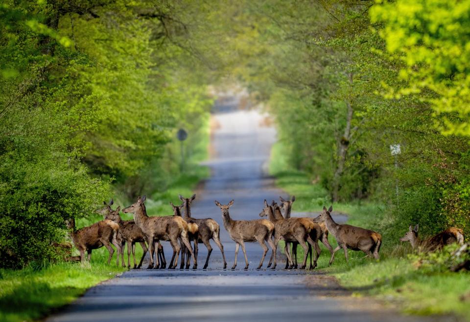 Deer cross a road in the Taunus forest in Wehrheim near Frankfurt, Germany, Wednesday, April 17, 2024. (AP Photo/Michael Probst)