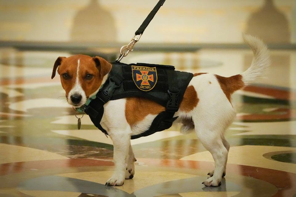 Dog Patron called Bullet at an award ceremony for his owner, a sapper, in Kyiv, Ukraine