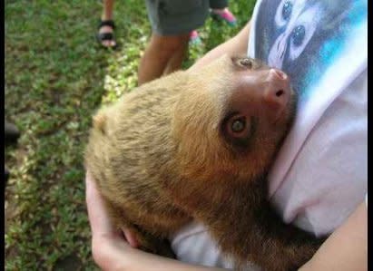 "Well i was takin a nice little stroll through the park when i came across a sloth trying to cross the road! When i picked him up he spread his arms out wide to give me a hug! from then on i knew that we would be the best of buddies for ever and ever... all the days of my life!!"    - Lucy in Phoenix, Arizona  (Shared by The Humane Society of the U.S.)    (<a href="http://www.flickr.com/photos/humanesociety/6797839916/" target="_hplink">Image via Flickr</a>)