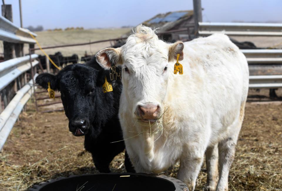 A venture aimed at turning dairy and cattle farm manure into natural gas for vehicle use is one step closer to financing.