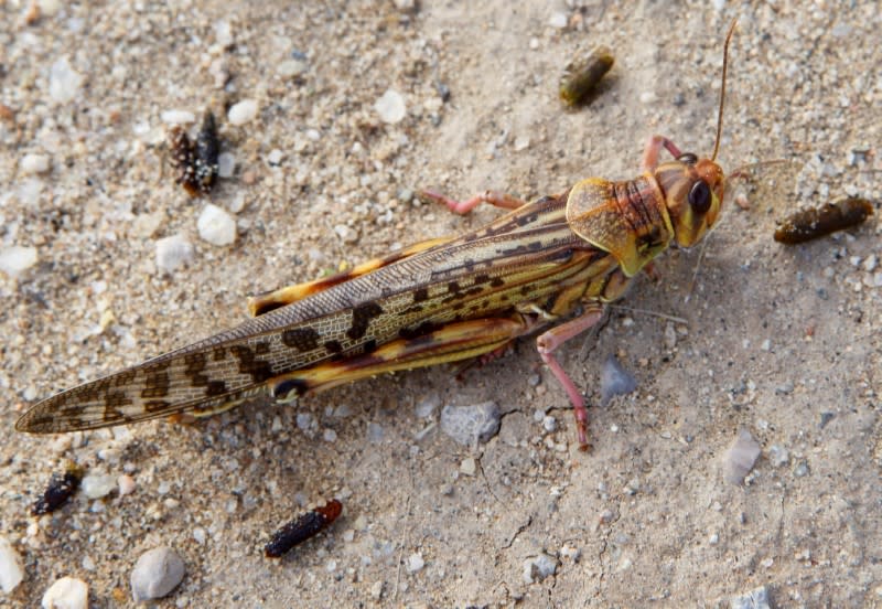 FILE PHOTO: A desert locust is seen in a grazing land in Nakwamuru village, Samburu County