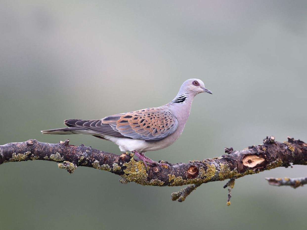 Easy meals may be acting as an 'ecological trap,' tricking birds into choosing a food source which is not good for them: Getty Images