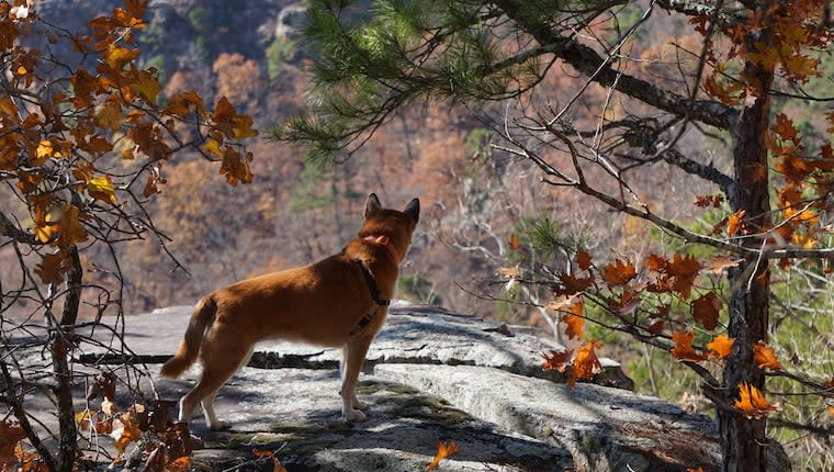 Arkansas Dog Laws: Rabies, Dog Bites, Abandonment, and Cruelty