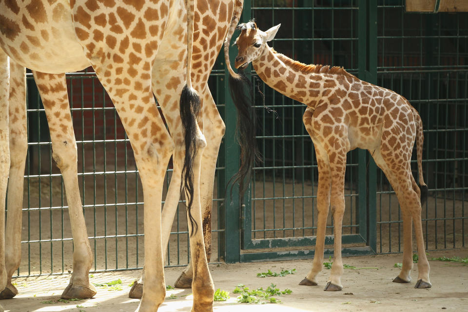 BERLIN, GERMANY - JUNE 29: Jule, a baby Rothschild giraffe, nibbles on the tail of an adult giraffe in her enclosure at Tierpark Berlin zoo on June 29, 2012 in Berlin, Germany. Jule was born at the zoo on June 10. (Photo by Sean Gallup/Getty Images)