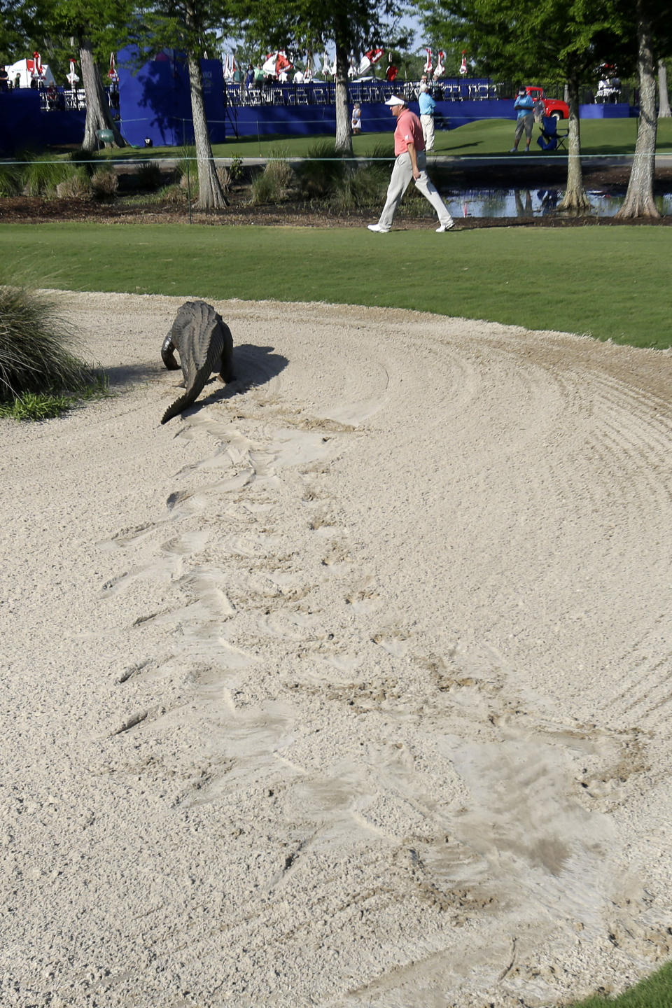 An alligator crosses through the course during the first round of the PGA Zurich Classic golf tournament at TPC Louisiana in Avondale, La., Thursday, April 25, 2013. (AP Photo/Gerald Herbert) 