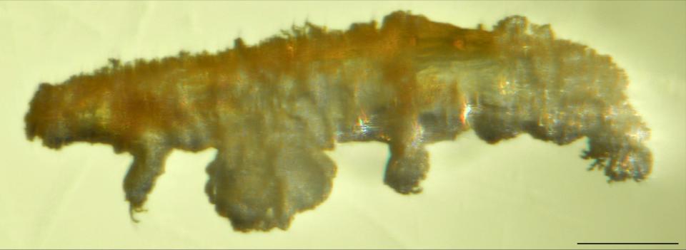 tardigrade microscope