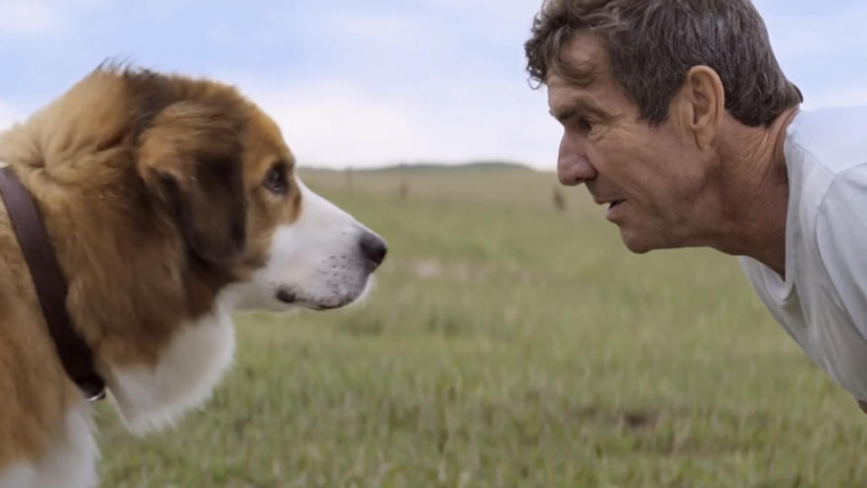 Boss Dog – A Dog's Purpose