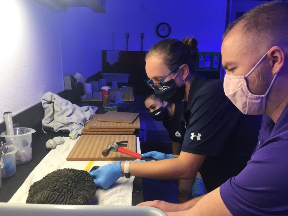 From left, coral biologists Midori Mendoza, Sara Spangler and Aaron Gavin work to transplant a coral that has overgrown its original platform onto a new tile. KIMBERLY MILLER / The Palm Beach Post