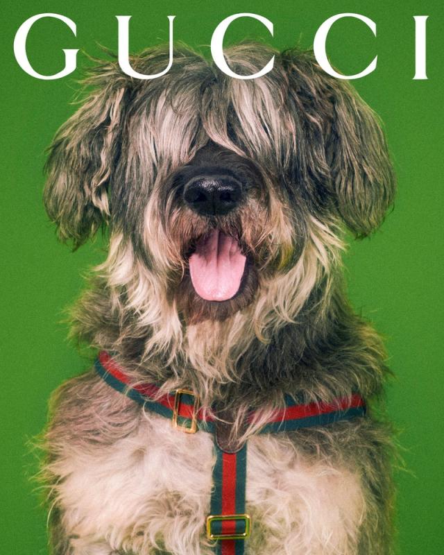 Gucci for pets lands with adorable portraits from Max Siedentopf