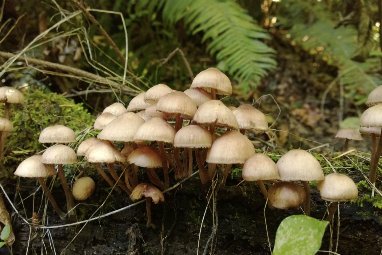 Forest Park, Portland, Oregon - White mushrooms