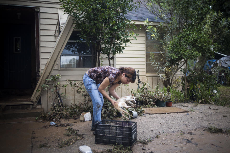 Flor Portilla finds her mothers cat that was stuck in a tree outside her home in East Houston, Texas after Hurricane Harvey on Tuesday, August 30, 2017. John Taggart for The Washington Post via Getty Images