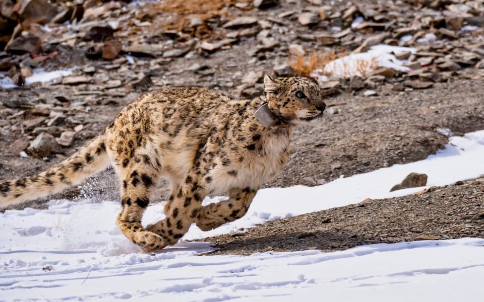 Snow Leopard