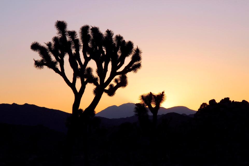 Named for the Dr. Seuss-like yuccas that grow throughout, Joshua Tree National Park can be visited on a day trip from Palm Springs, though it's worth staying the night to see the sunset and array of stars in the desert sky.