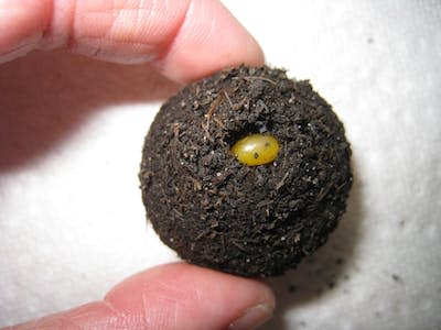 An egg is visible in the center of a brood ball from a female rainbow scarab beetle (<em>Phanaeus vindex</em>). Kimberly Sheldon, <a href="http://creativecommons.org/licenses/by-nd/4.0/" rel="nofollow noopener" target="_blank" data-ylk="slk:CC BY-ND;elm:context_link;itc:0;sec:content-canvas" class="link ">CC BY-ND</a>