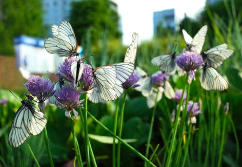 <span class="caption">All a-flutter. </span> <span class="attribution"><a class="link " href="https://www.shutterstock.com/image-photo/white-butterflies-black-veins-gathers-nectar-1136983310?src=Qr0shjRM6djOSWRSzLBf1g-2-15" rel="nofollow noopener" target="_blank" data-ylk="slk:Shutterstock.;elm:context_link;itc:0;sec:content-canvas">Shutterstock.</a></span>