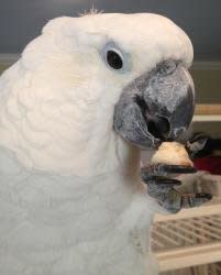 Lily is an approximately 10 yr. old umbrella cockatoo. She was released to MHF after passed through several homes.   She is learning new skills everyday and has shown improvement but requires an experienced guardian.  You must have parrot experience to be considered to adopt Lily. You may be eligible for adoption if you live within a 50 mile radius of MHS's facility in Marshall, Va.