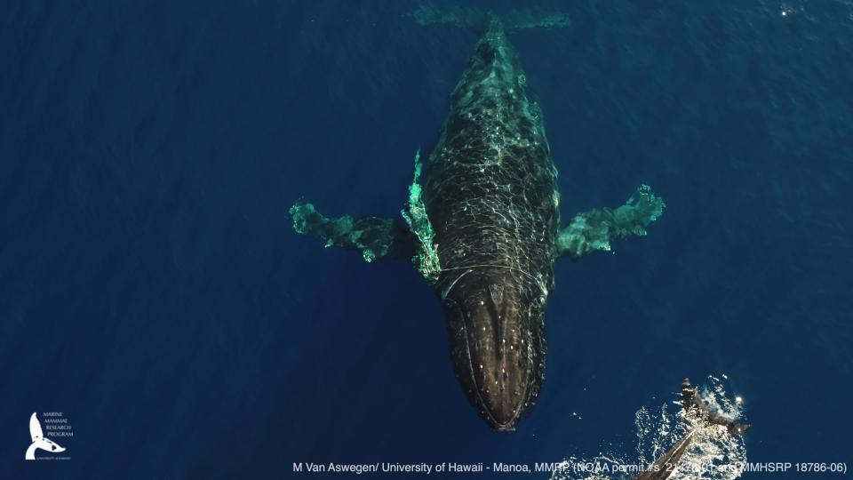 This photo provided by the National Oceanic and Atmospheric Administration shows an entangled humpback whale in the Hawaiian Islands Humpback Whale National Marine Sanctuary off Maui. The female humpback, traveling with a male and a calf, was freed on Monday, Feb. 14, 2022. (M. Lammers/NOAA via AP) (MMHSRP Permit # 18786-06)