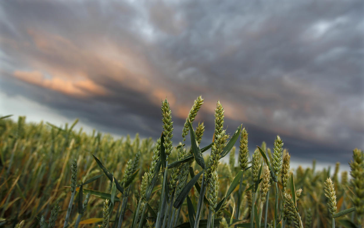 Weizen im Schatten dunkler Wolken: Der Klimawandel wird immer mehr von ihnen schicken (Bild: REUTERS/Kai Pfaffenbach)