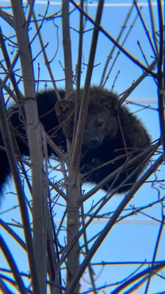 Vermont Fisher Cats