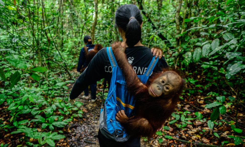 <span>Photograph: Center for Orangutan Protection/Zuma/Alamy</span>