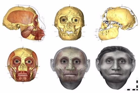 Scientists have reconstructed the face of a 'real-life Hobbit' whose skelton was found in Indonesia (Image: University of Wollongong)