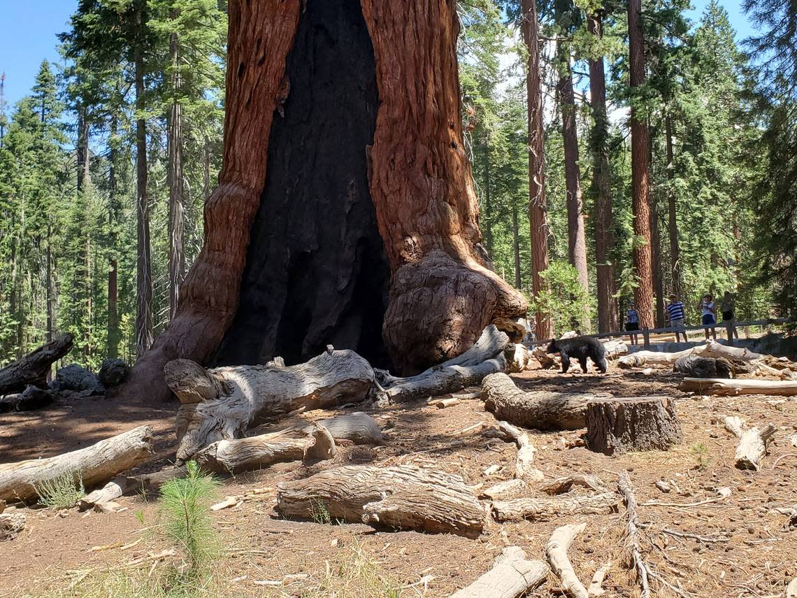A black bear approaches the Grizzly Giant tree in Yosemite National Park’s Mariposa Grove of Giant Sequoias around noon Wednesday, Aug. 3, 2022 – the first day the grove reopened to the public following a closure due to the Washburn Fire.