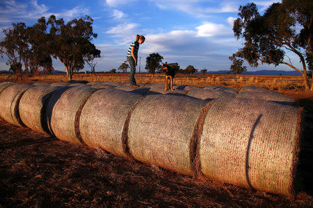 Charlie Cooper, daughter of farmer Scott Cooper, stands atop bales of hay sitting in a drought-effected paddock on their property named 'Nundah', located south of the central New South Wales town of Gunnedah, in Australia, July 21, 2018. Picture taken July 21, 2018. REUTERS/David Gray