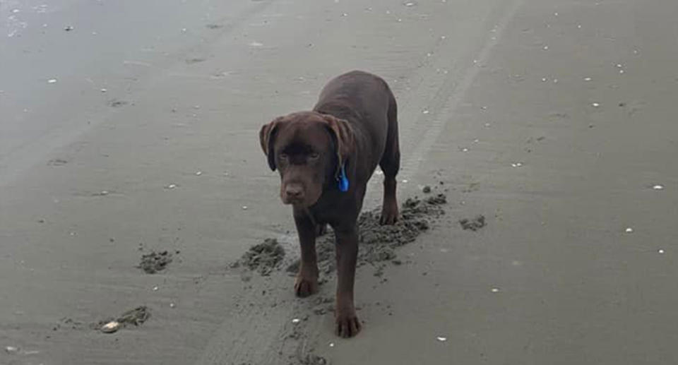 Chief, who was just two years old, died just days after he went to a dog beach in Christchurch. Source: Facebook