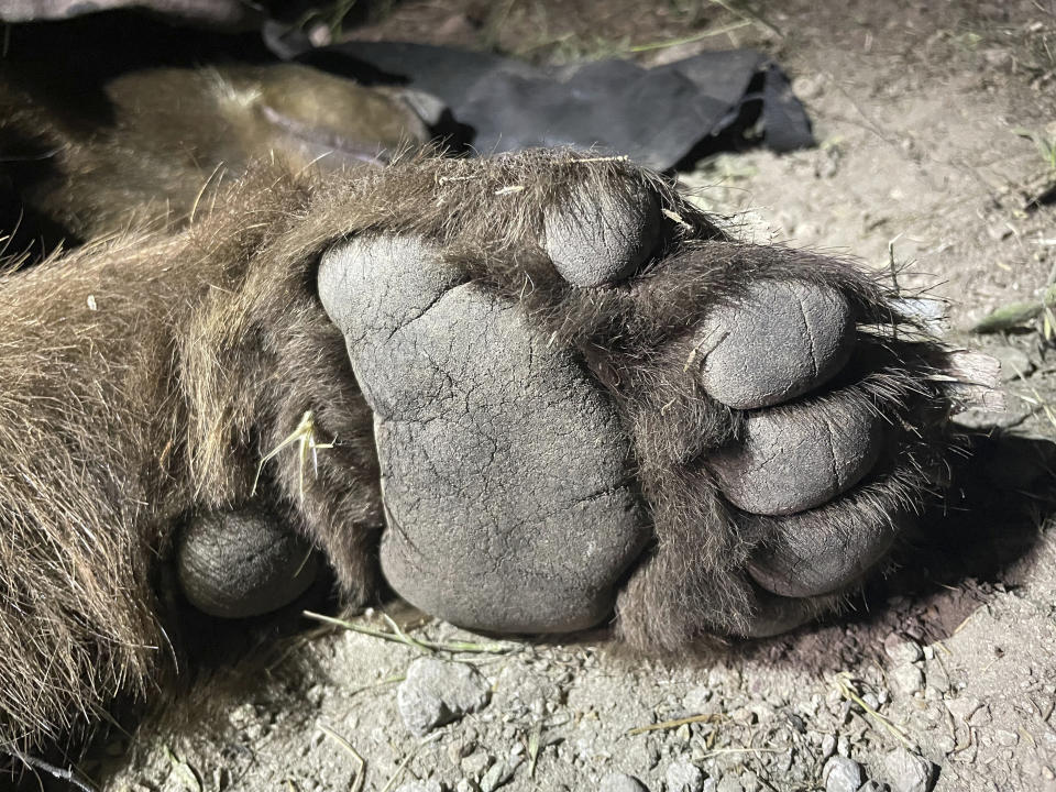 This photo provided by the National Park Service shows the paw of a black bear caught in a natural area of the western Santa Monica Mountains on April 23, 2023, south of the 101 Freeway in the Los Angeles area. For the first time, researchers have captured and radio-collared a bear in the Santa Monica Mountains near Los Angeles where mountain lions have been studied for decades. The National Park Service says Wednesday, May 3, 2023, that the 210-pound black bear dubbed BB-12 was caught in a natural area on the western end of the range. (National Park Service via AP, File)