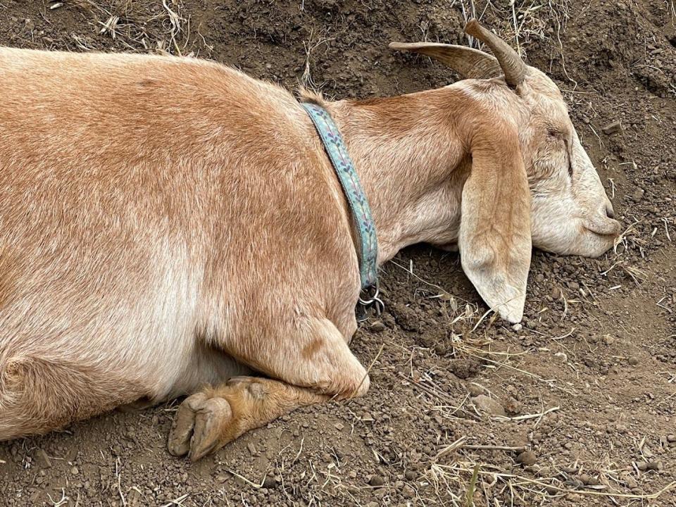 Curry the goat sleeps.