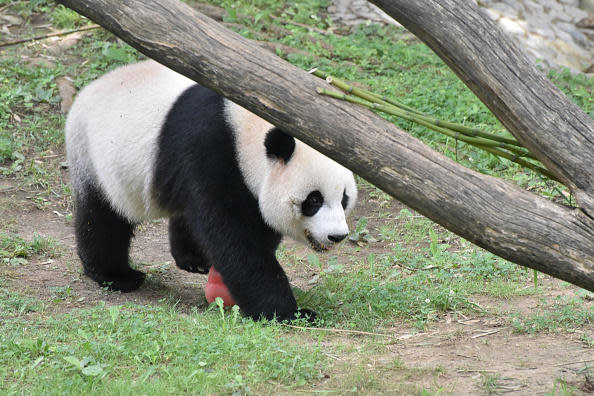 Xiao Qi Ji, a male cub given birth by Mei Xiang, seen at Smithsonian's National Zoo on July 22, 2023 in Washington, United States. Xiao Qi Ji was returned to China along with this parents. Tian Tian and Xiao Qi Ji, in November. / Credit: Sha Hanting/China News Service/VCG via Getty Images