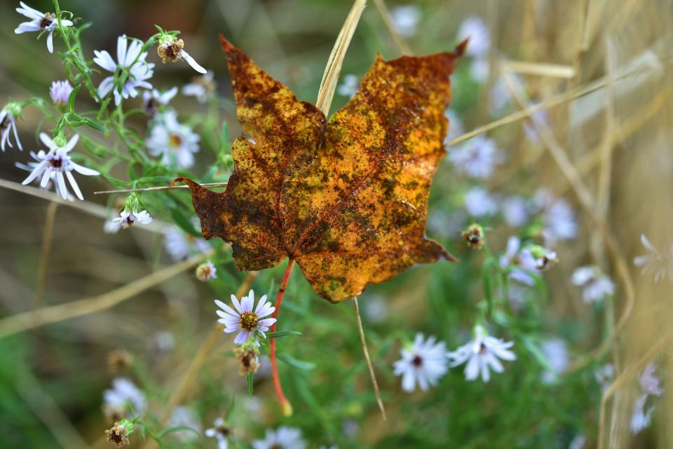 A sugar maple leaf has a colorful landing spot in a patch of asters as autumn arrives at the Long Pasture Audubon Sanctuary in Barnstable.