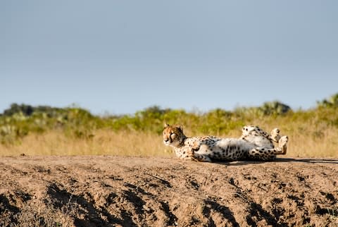 Spot wildlife in one of South Africa’s only malaria-free game reserves - Credit: GETTY