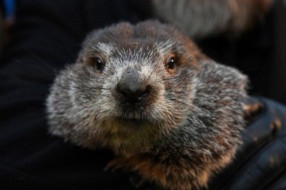 Groundhog Club handler A.J. Dereume holds Punxsutawney Phil, the weather prognosticating groundhog, during the 136th celebration of Groundhog Day on Gobbler's Knob in Punxsutawney, Pa., Wednesday, Feb. 2, 2022. Phil's handlers said that the groundhog has forecast six more weeks of winter. (AP Photo/Barry Reeger)