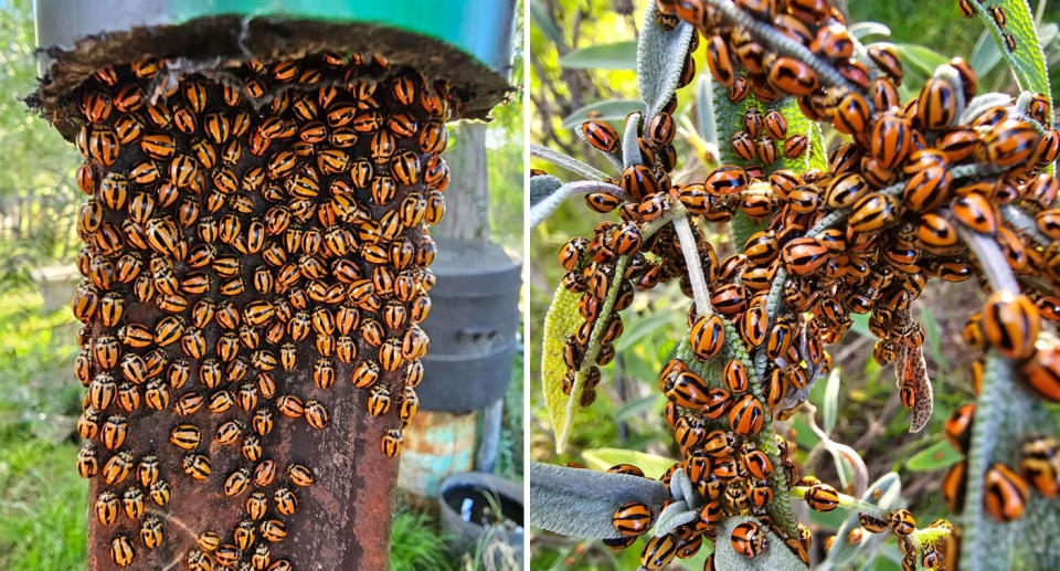 Group of black and yellow striped ladybeetles in NSW backyard. 