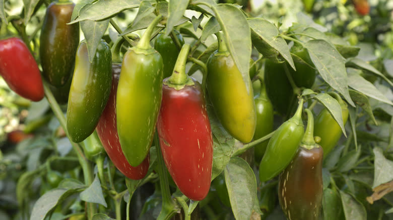 Red and green jalapeño peppers