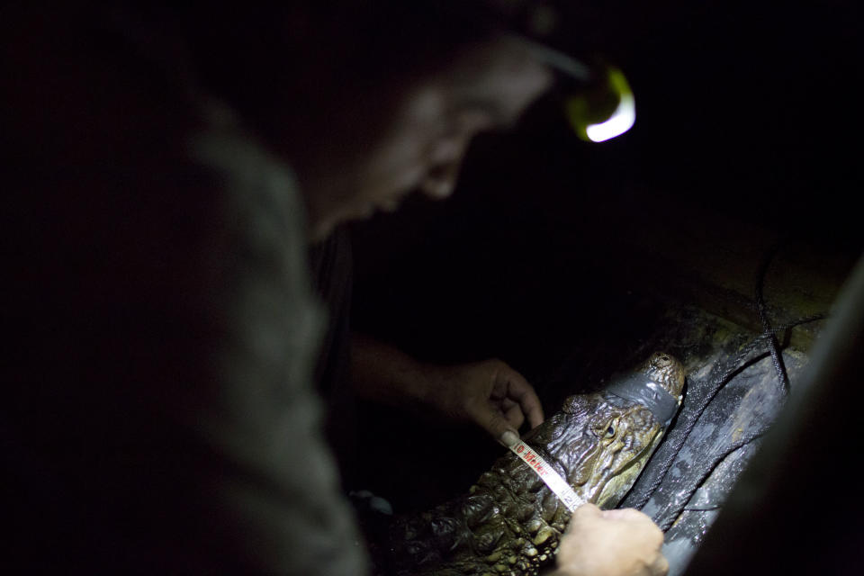 In this Oct. 14, 2013, ecology professor Ricardo Freitas measures a broad-snouted caiman before releasing it back into the Marapendi Lagoon in Rio de Janeiro, Brazil. While local caimans average about 1.5 meters (4.9 feet) long and weigh about 10 kilograms (22 pounds), older males can be up to twice as long and much heavier. Still, Freitas has been known to dive into the water to catch some with his bare hands. (AP Photo/Felipe Dana)