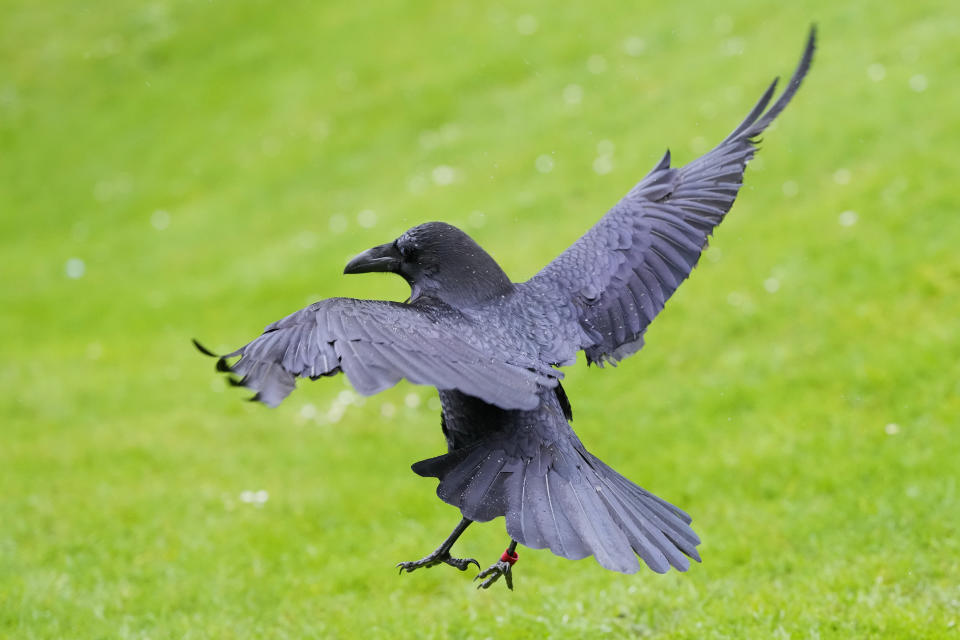 A raven frolics at The Tower of London in London, Thursday, Feb. 29, 2024. If legend is to be believed, Barney Chandler has just got the most important job in England. Chandler is the newly appointed ravenmaster at the Tower of London. He's responsible for looking after the feathered protectors of the 1,000-year-old fortress. (AP Photo/Kirsty Wigglesworth)