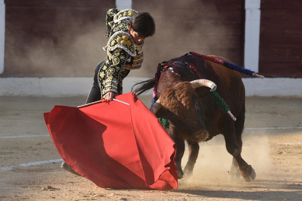 Spanish matador, Jos� Garrido performs with an Albarreal ranch fighting bull during the La Bajada de Jes�s festival at the Municipal bullring in Almaz�n. (Photo by John Milner / SOPA Images/Sipa USA)